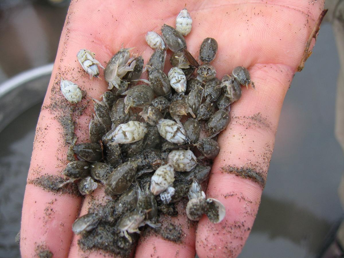 Researchers Examine Impacts Of Plastic On Mole Crabs Local News Dailyastorian Com