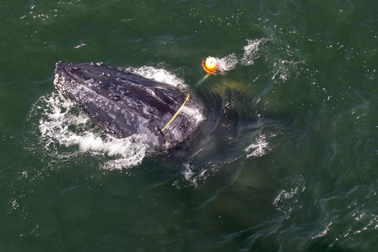 Whale entangled in fishing gear off California