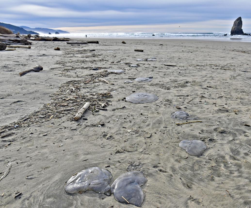 Jellyfish show up by the hundreds on the North Coast Local News