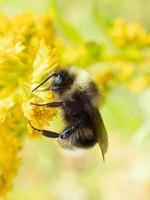 Our View: A bee is not a fish