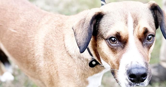 Read more Adoptions to be half price in July