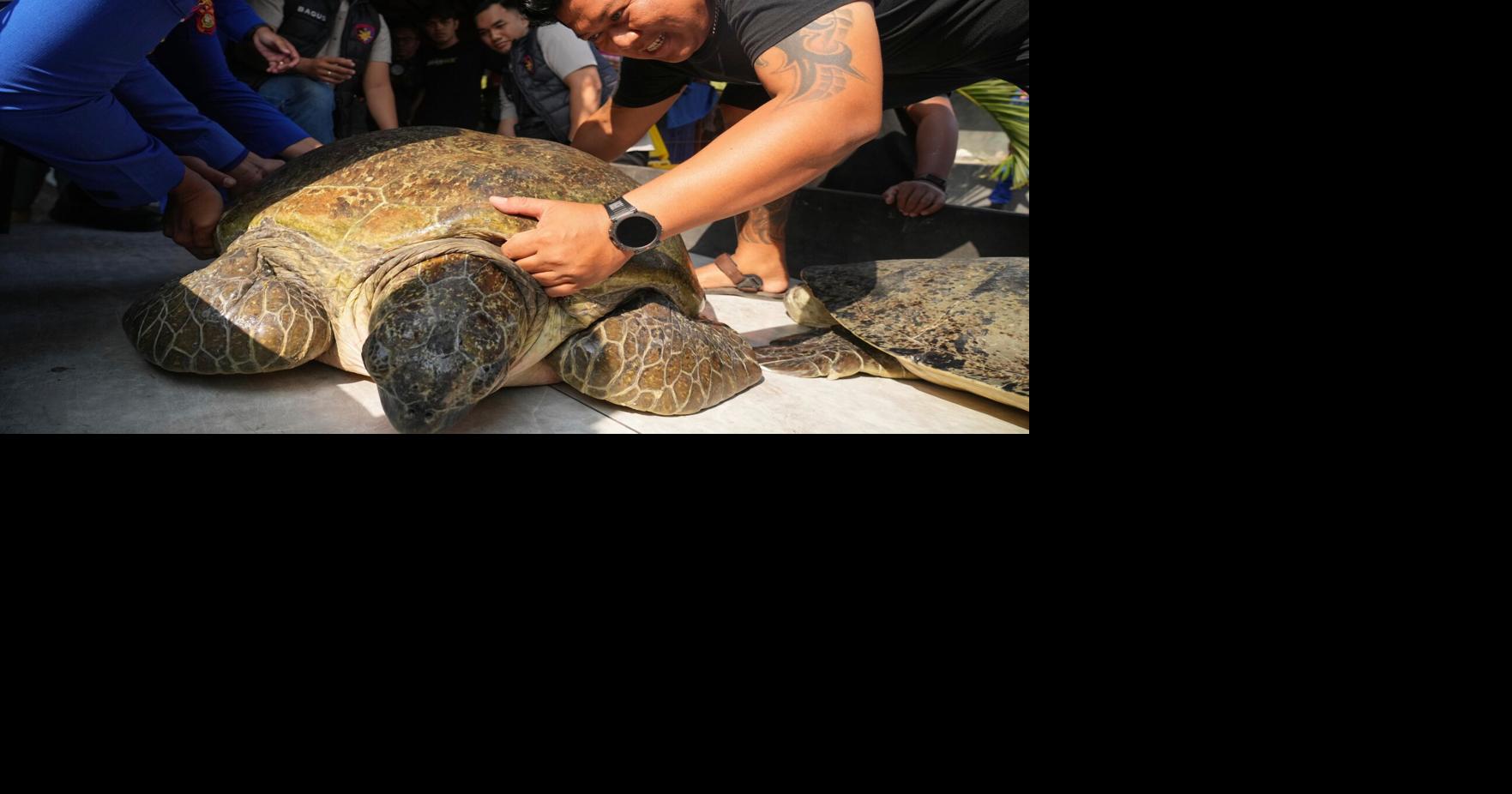 Indonesia Turtle Release | World | dailycorinthian.com