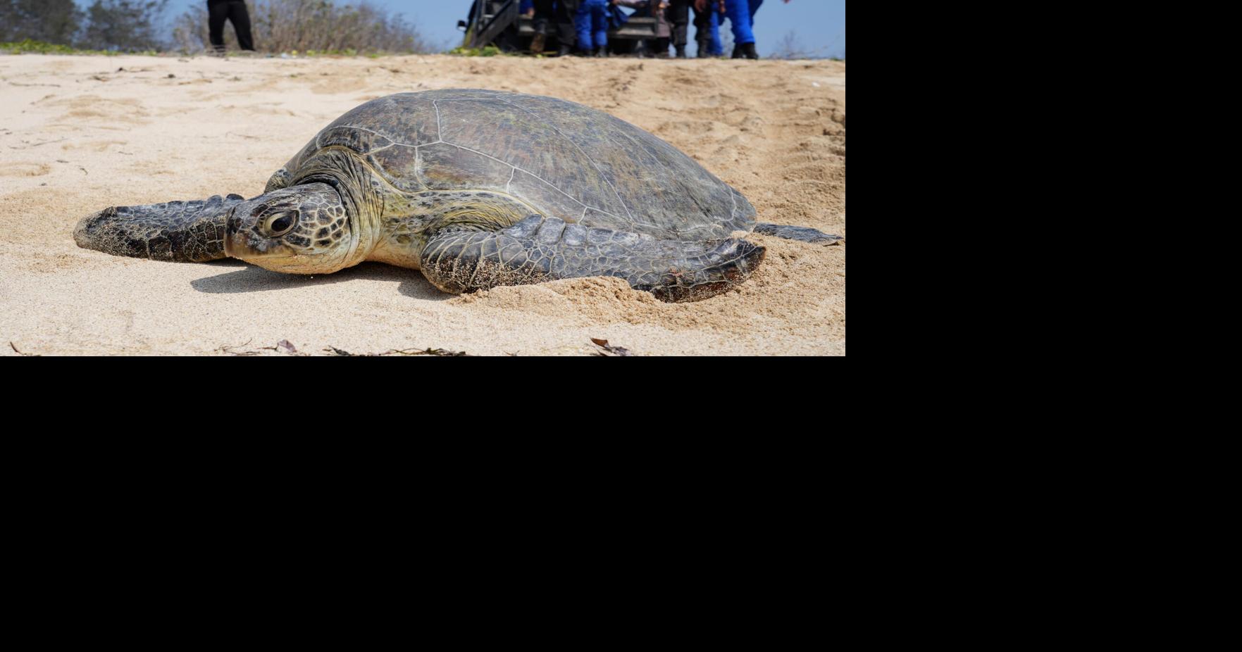 Indonesia Turtle Release | World | dailycorinthian.com