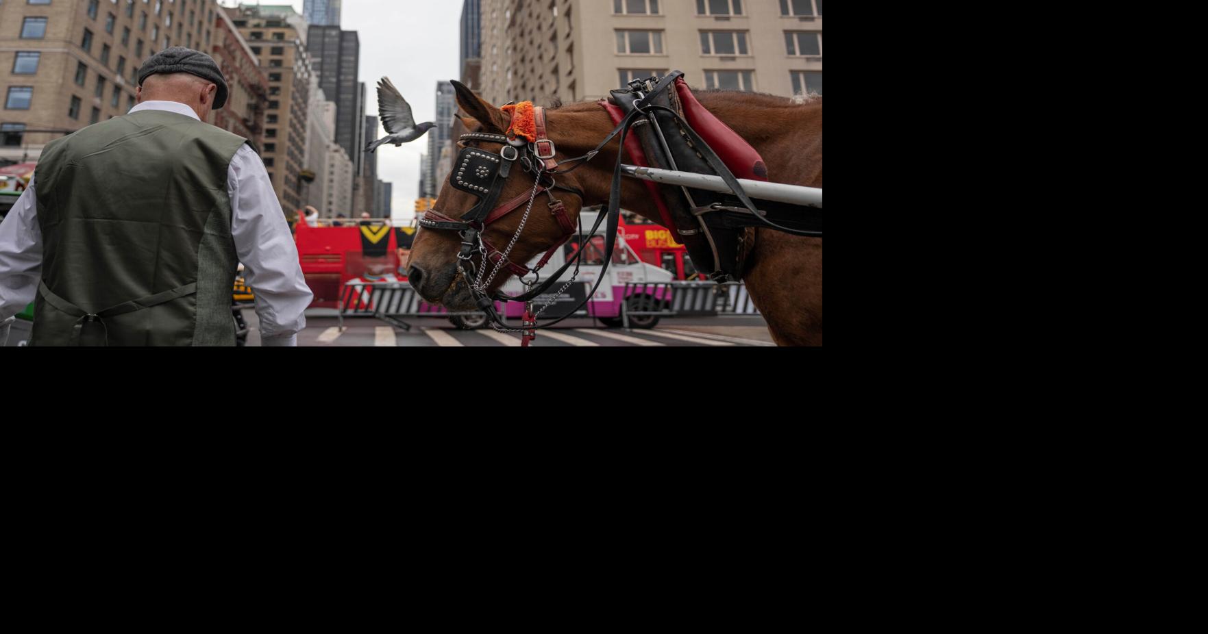 Central Park Horse Carriages | National | dailycorinthian.com