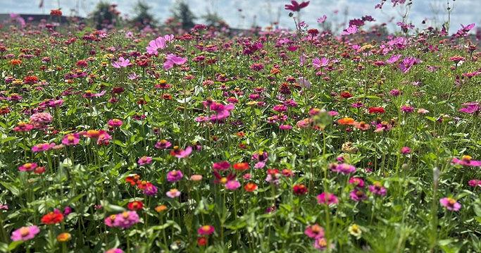 Wildflower garden offers free picking
