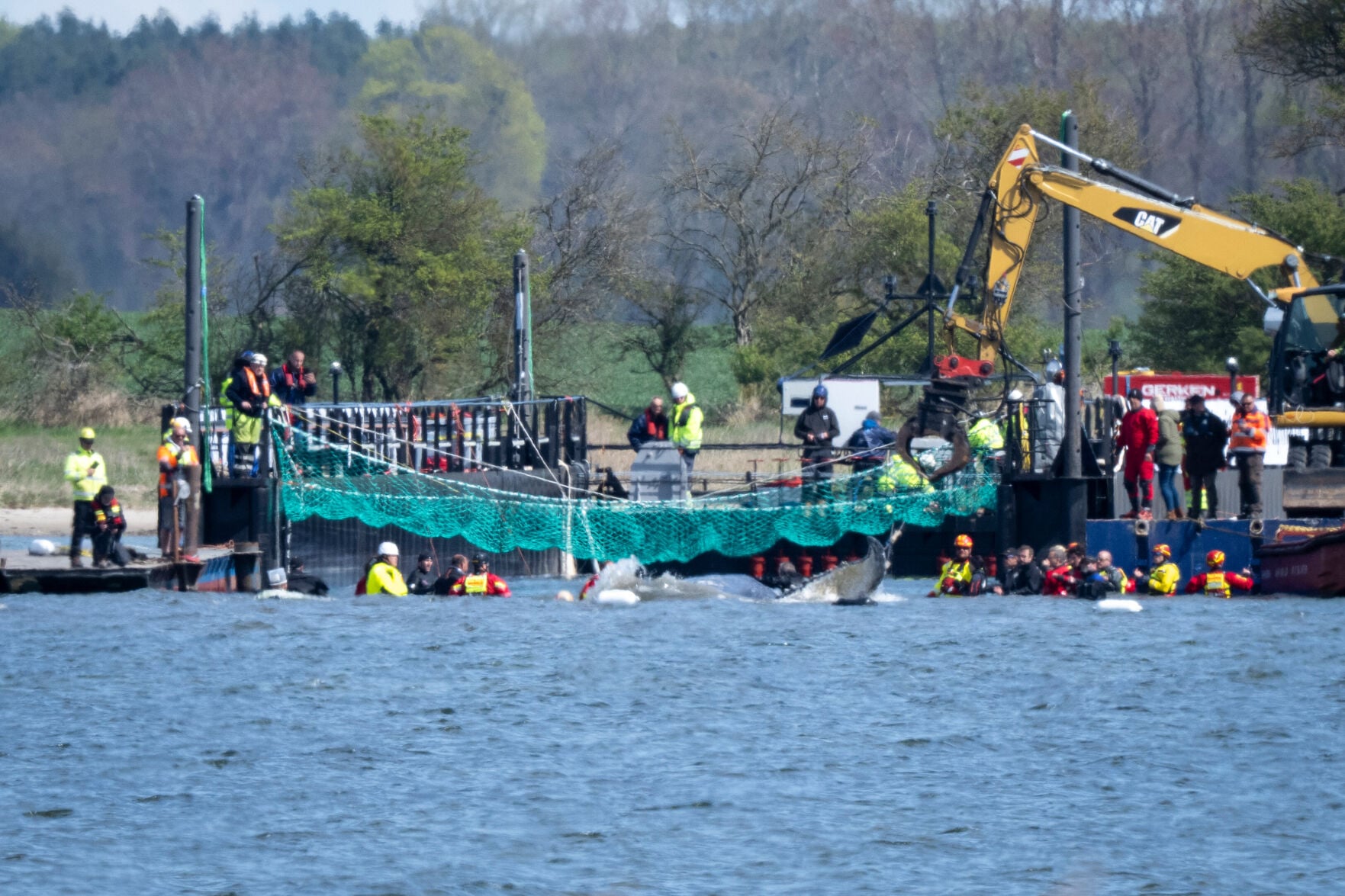 Germany Whale Rescue | World | dailycorinthian.com