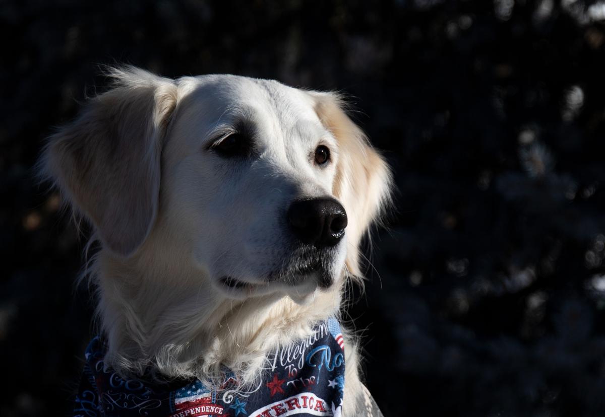 Trinity Lutheran Church Employs Golden Retriever To Provide Communities Comfort Culture Dailynebraskan Com