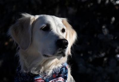 Trinity Lutheran Church Employs Golden Retriever To Provide