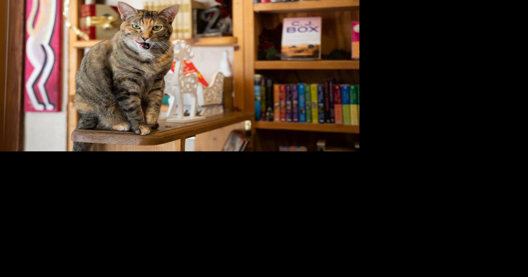 Lincoln bookstores foster community despite push toward online sales