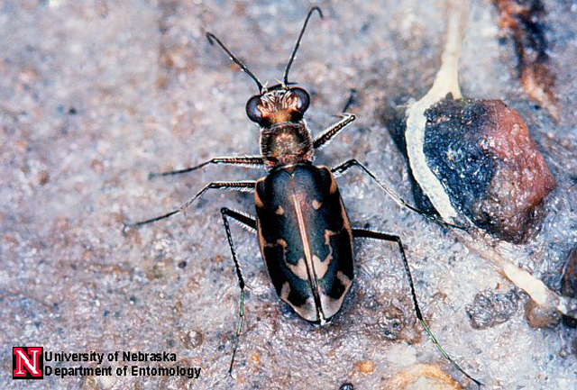 Unl Insects Science UNL natural resources professor to present seminar on climate change ...
