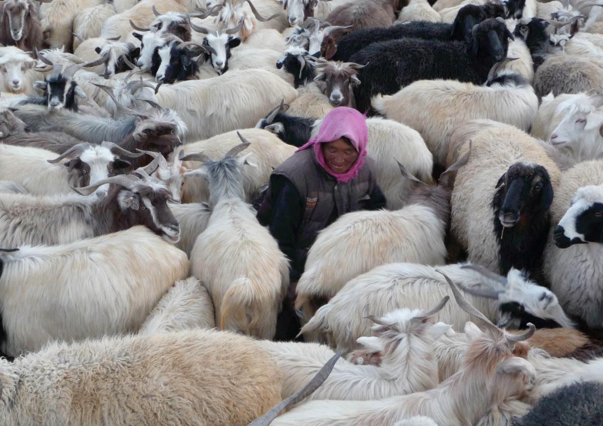 REVIEW: 'The Shepherdess of the Glaciers' illustrates beauty of modernity-free life | Culture | dailynebraskan.com
