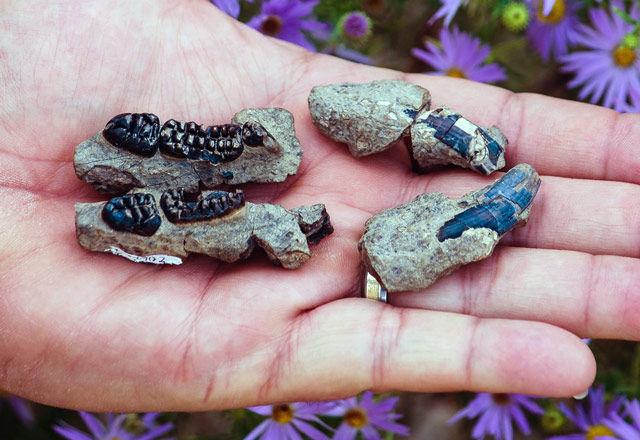UNL student makes surprising fossil discovery in New Mexico | News | dailynebraskan.com