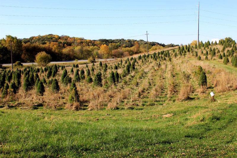 5 Local Places To Find The Perfect Christmas Tree Culture Dailynebraskan Com