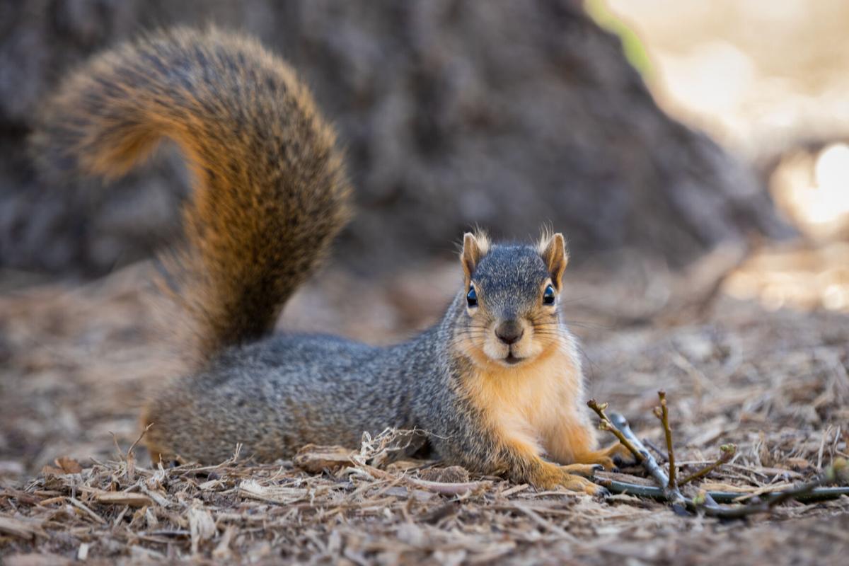 Pictures of Squirrels, Squirrel Photos