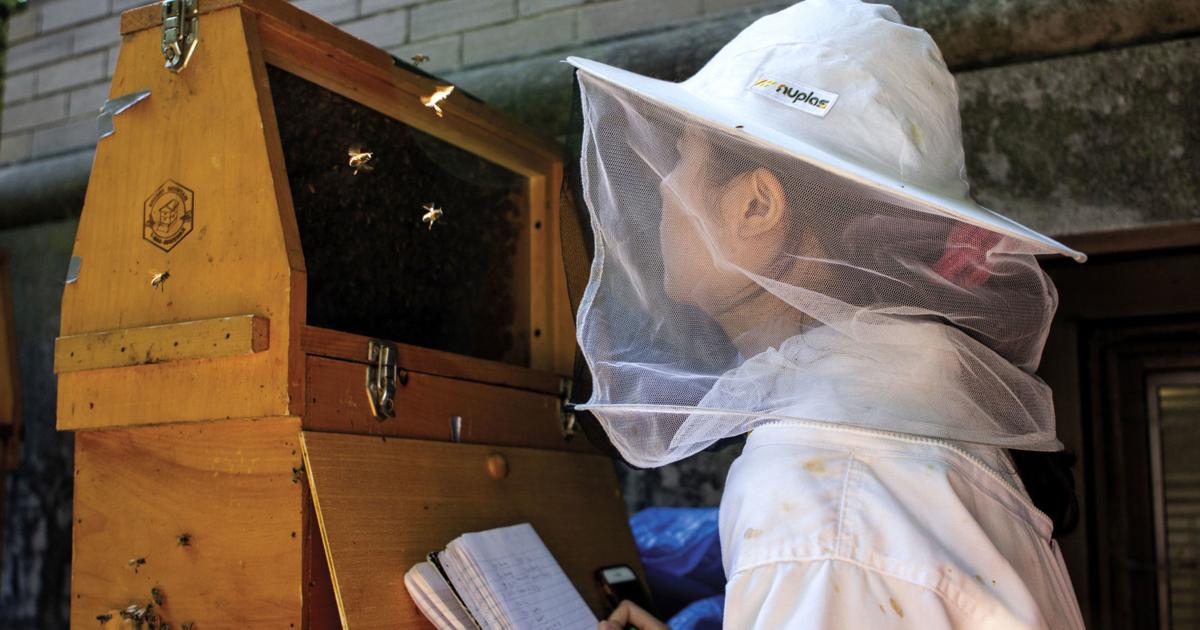 UNL Bee Lab researches honeybee health by observing hygienic behavior ...