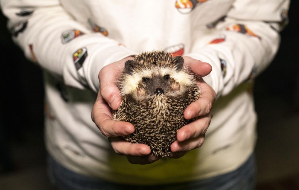 Emotional support animals are becoming more common on college campuses | News
