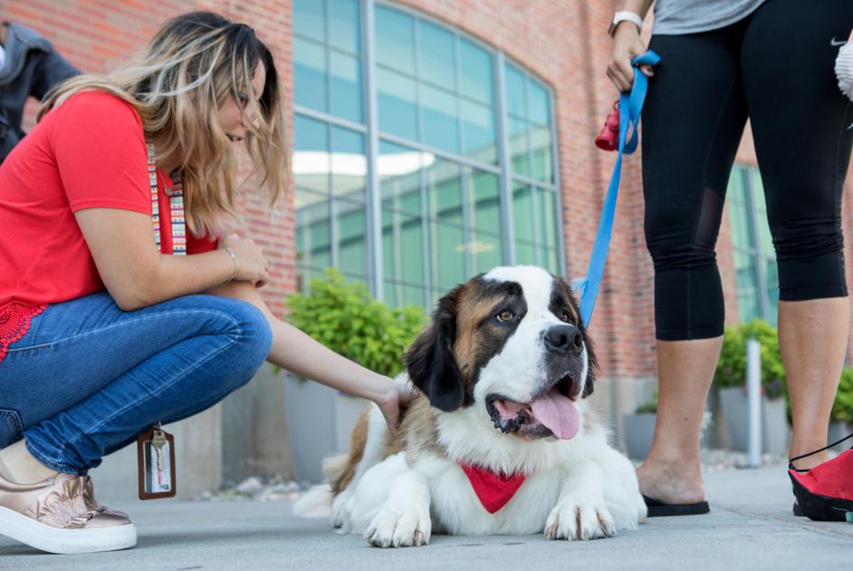 Domesti Pups Helps People With Special Needs Through Dog Therapy