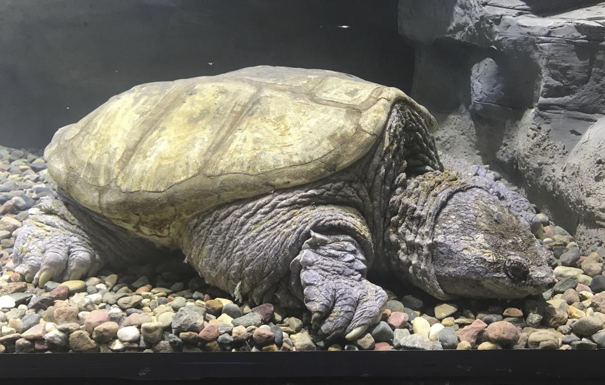 Big Snap Daddy, a record-breaking turtle, returns home after UNL stay |  News | dailynebraskan.com