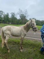 Horse found just south of Burkeville