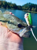 Toledo Bend fishing report, by Mudfish Adventures