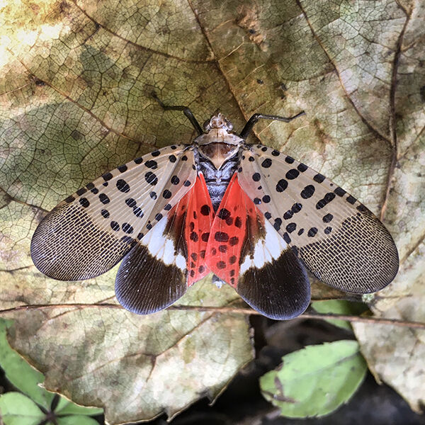 Adult spotted lanternfly