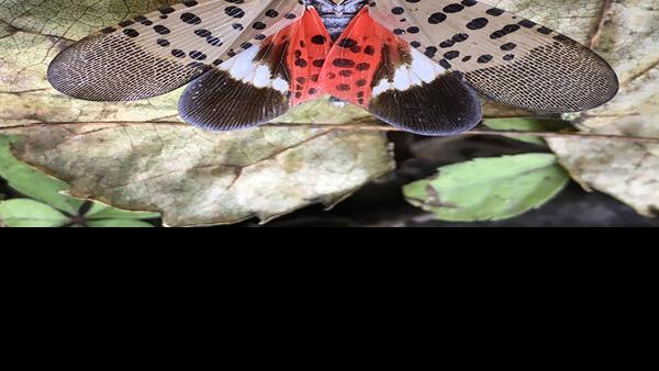 Spotted lanternfly sighting confirmed in Albemarle | Household & Backyard garden