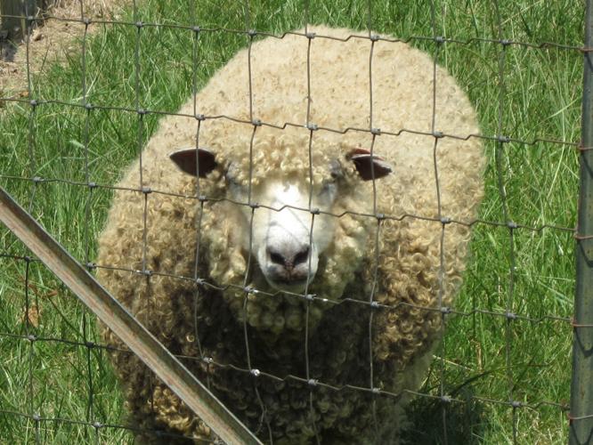 Sheep