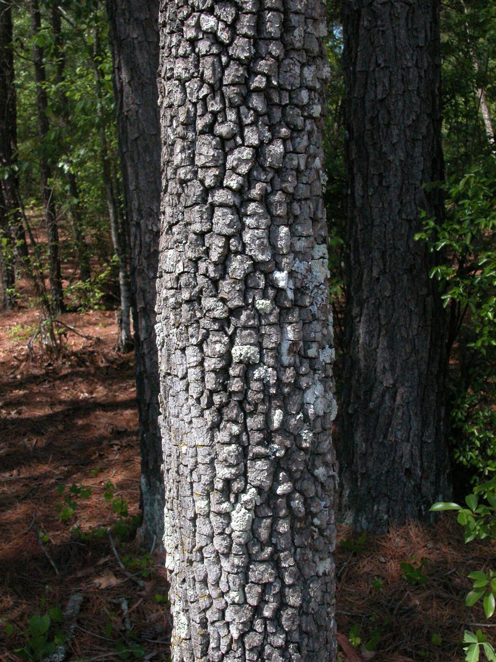 Mystery Plant: When ripe, this fruit is an autumn treasure