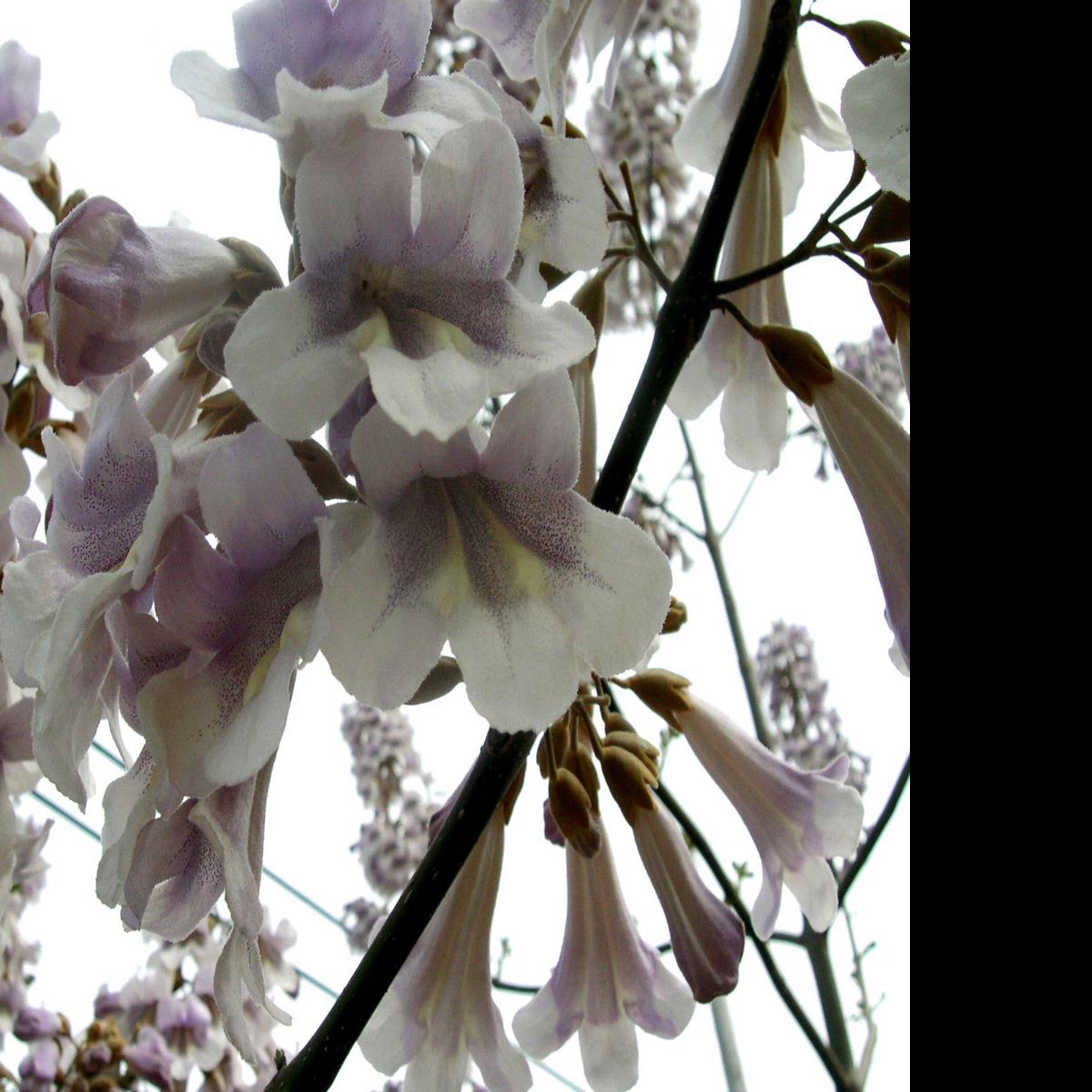 Mystery Plant Regal Name Complements Spring S Showy Purple