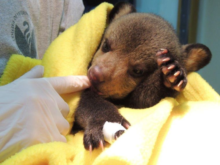 Wildlife Center Handles Influx Of Bear Cubs