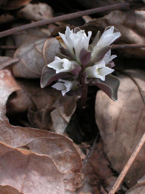 Mystery Plant