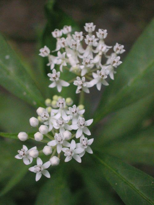 Mystery Plant