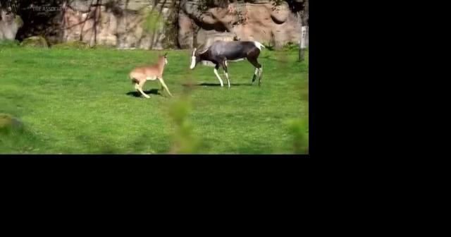 Rare baby bontebok antelope makes Oregon Zoo debut