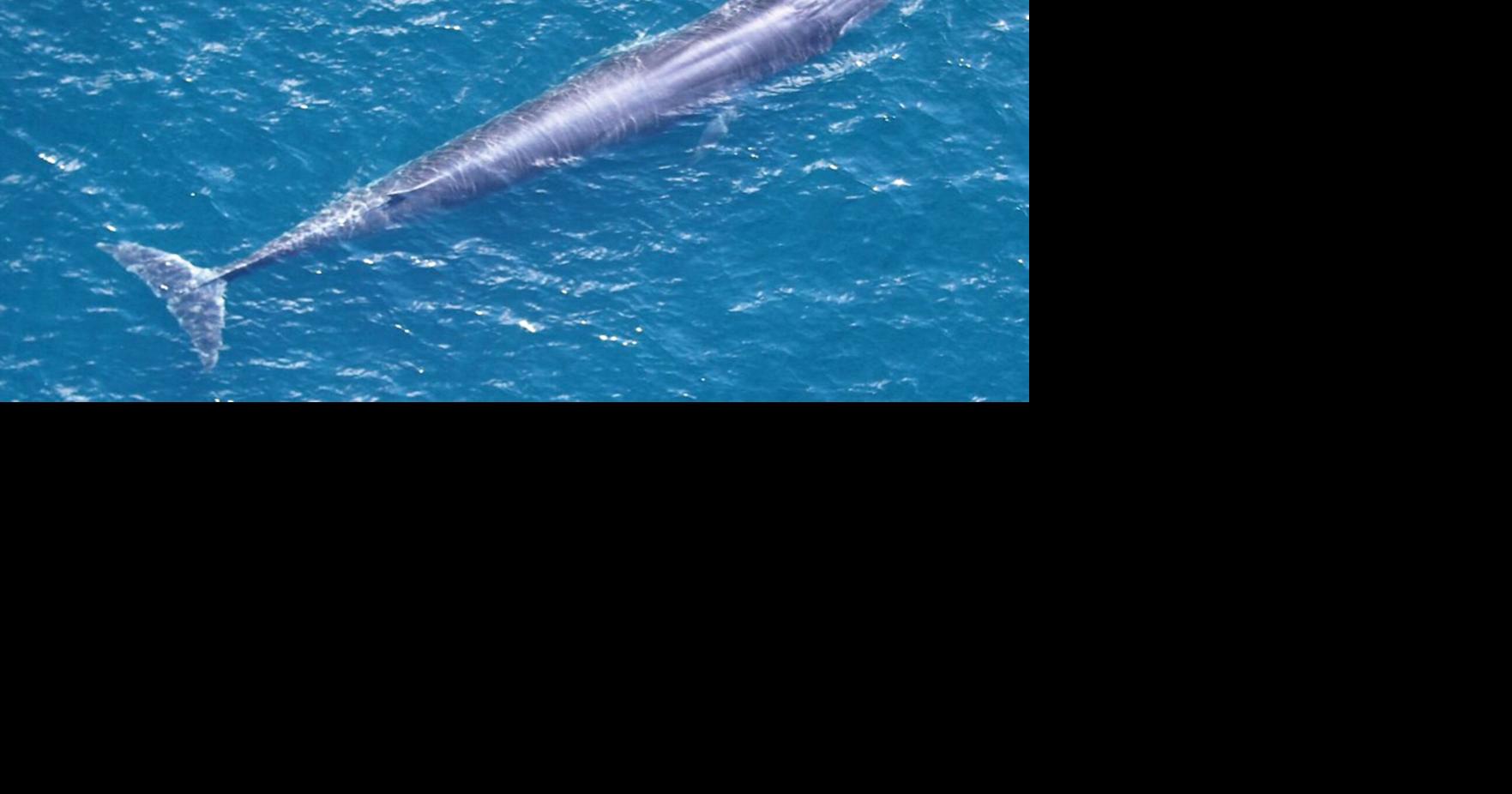 Amid scrutiny, research reinforces rare Gulf whale is a unique species Max Chesnes Tampa Bay Times Jul 12, 2026 52 mins ago