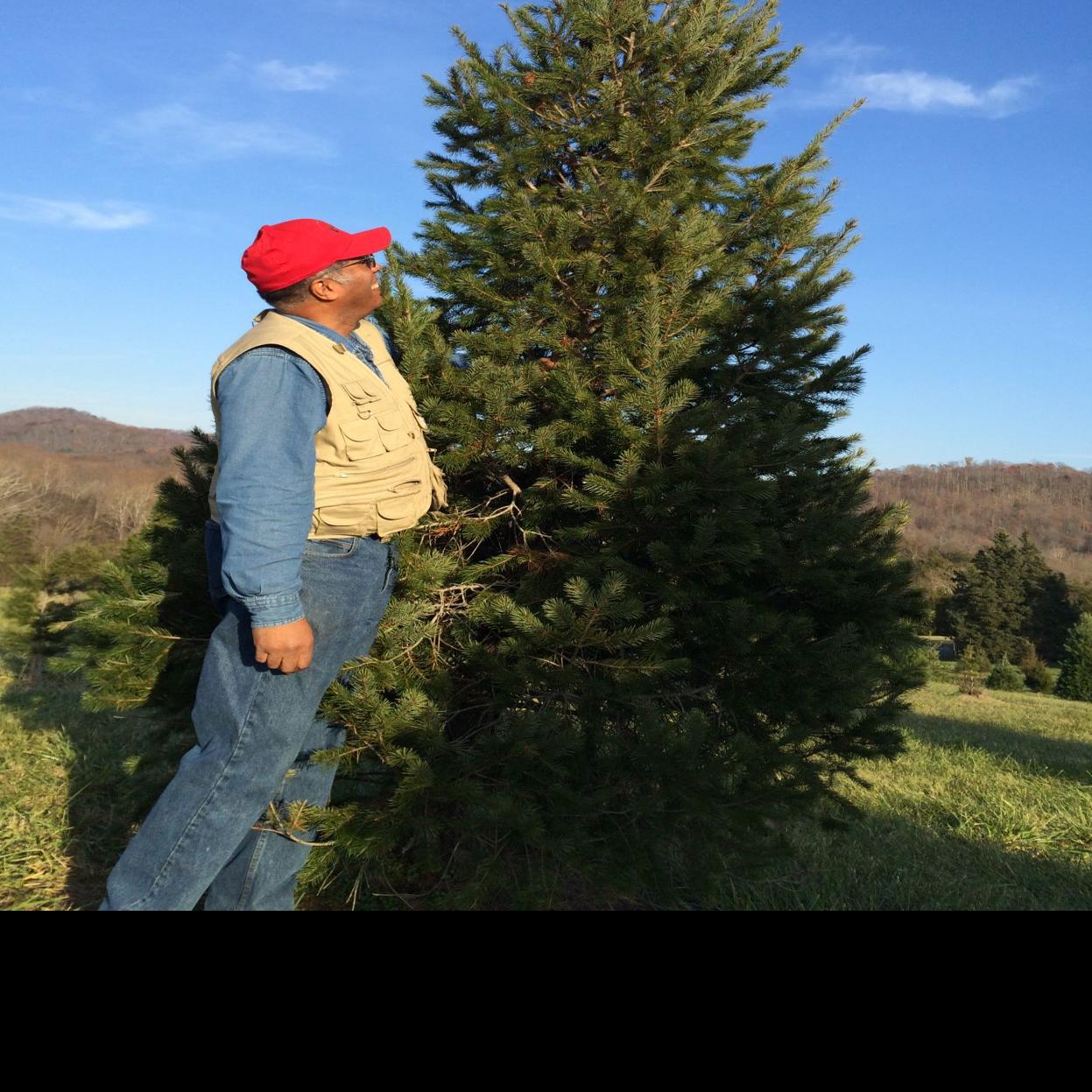 Oh No Christmas Tree Entertainment Dailyprogress Com