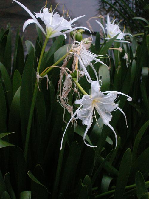 Mystery Plant