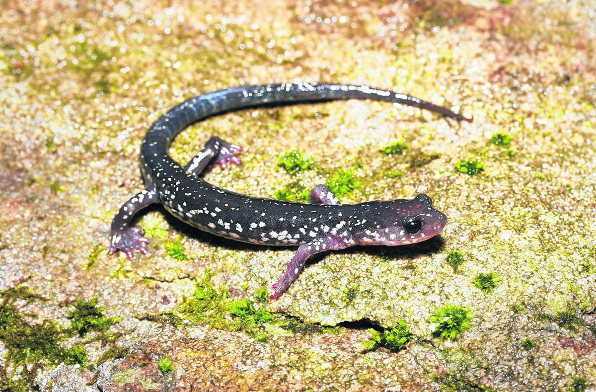 Cow Knob salamander