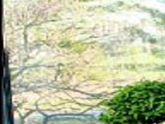 Bonsai A Beautiful Addition Dailyprogress Com