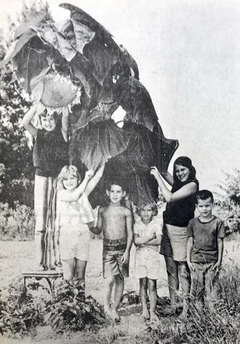 IHBNR: Aug. 26, 1971_giant sunflower