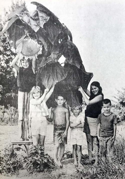 IHBNR: Aug. 26, 1971_giant sunflower