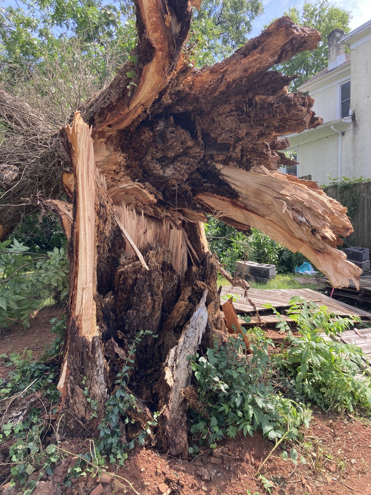 Storm takes out landmark tree in Charlottesville. Tree takes out 4 cars.