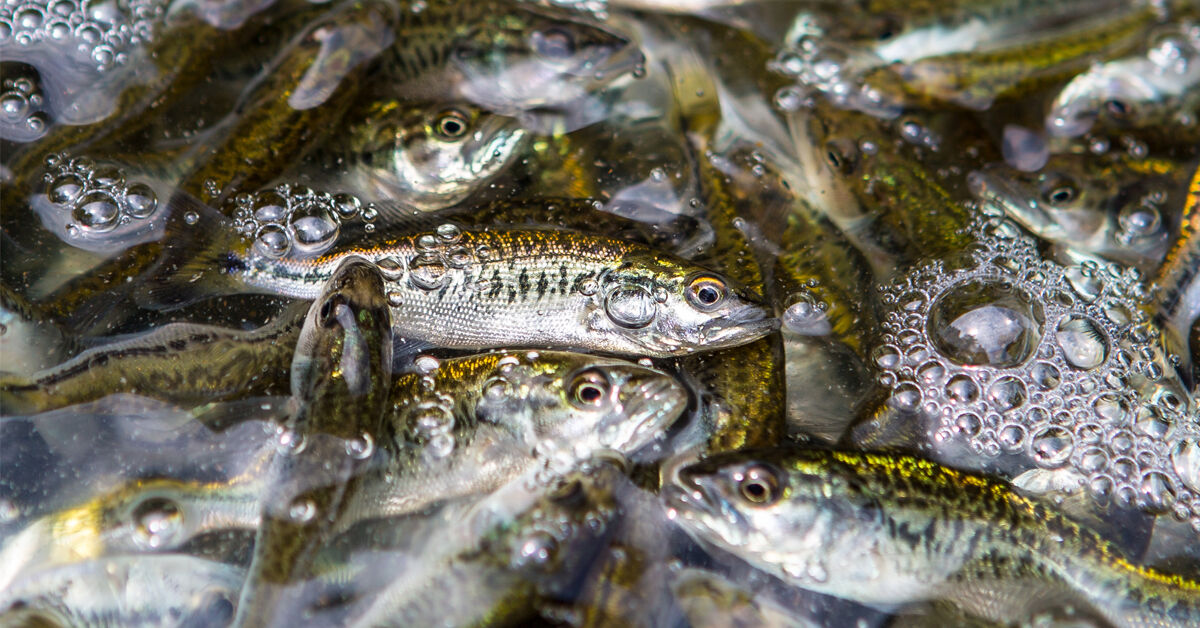 Bass