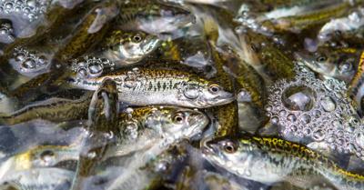 Bass