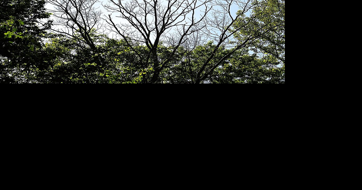 With native trees dying, it’s time to embrace 'invasive' plants ...