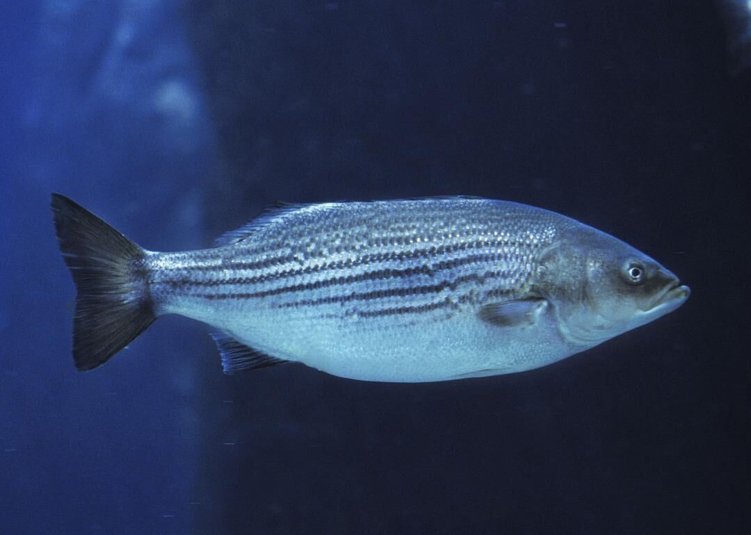 Crappie/Striper Fishing with Steve McVay