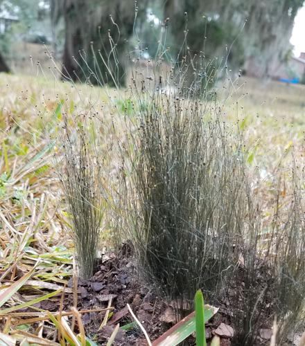 Mystery Plant: This fungus among us has an affinity for manure Mystery Plant: This fungus among us has an affinity for manure