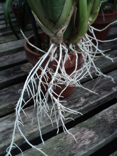 Gardening Four Strategies Can Make Repotting Overgrown Orchids