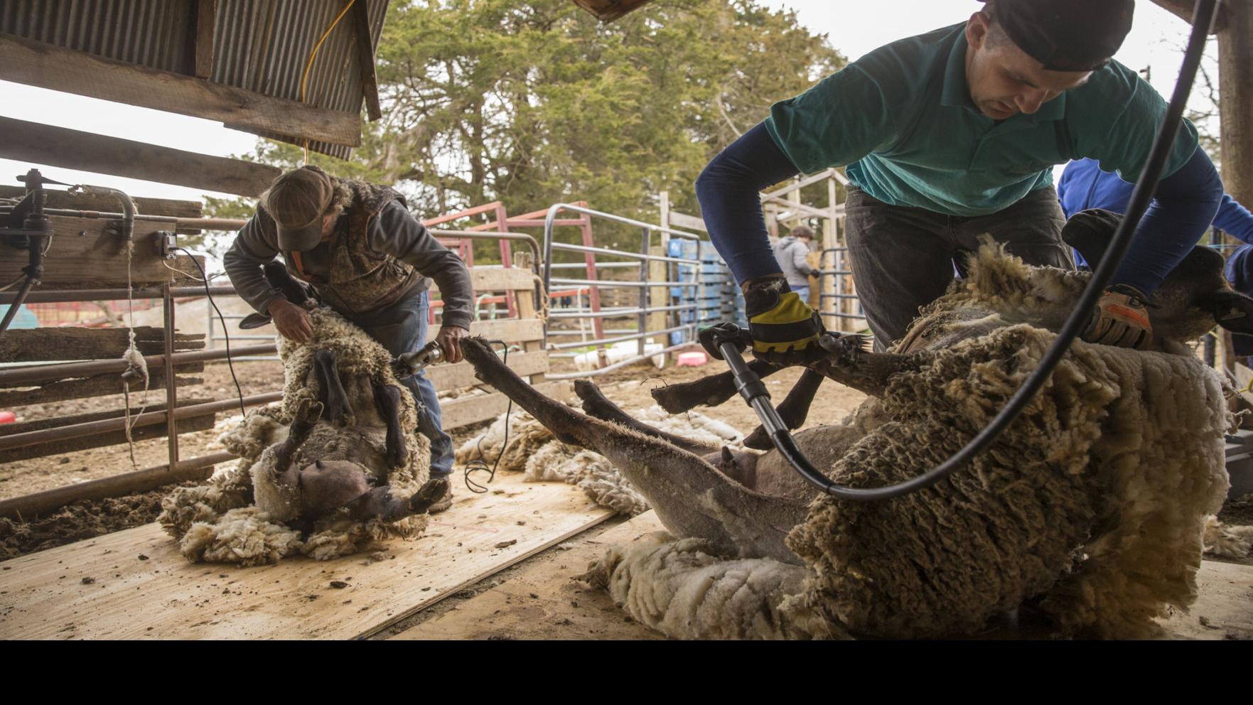 Rite Of Spring Shearing Sheep Not For The Weak Of Heart Or Back Archives Dailyprogress Com Family guy sheep shearing video (youtube). rite of spring shearing sheep not for