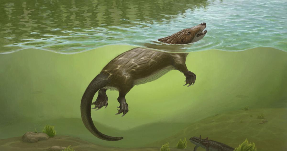 Otter-like critter swam lakes and rivers in the age of dinosaurs