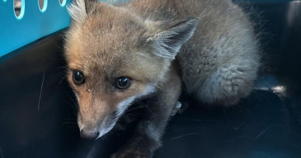 CRIME Fauquier man accused of trying to sell fox kit online ALLISON BROPHY CHAMPION Culpeper Star-Exponent Jun 19, 2026 1 hr ago